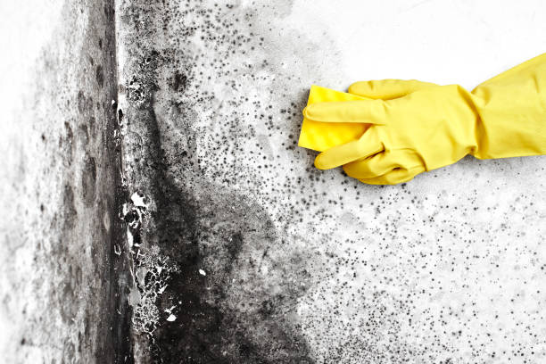Professional Mold Removal in Texas City, TX