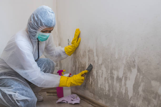 Certified Mold Removal in Texas City, TX
