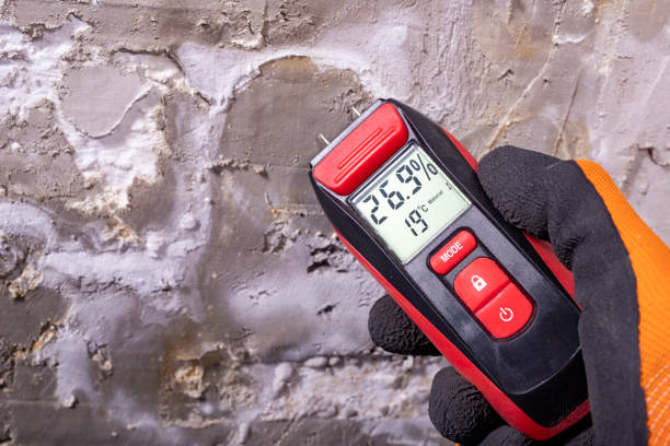 Best Certified Mold Removal  in Texas City, TX