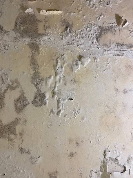 Best Home Mold Removal  in Texas City, TX