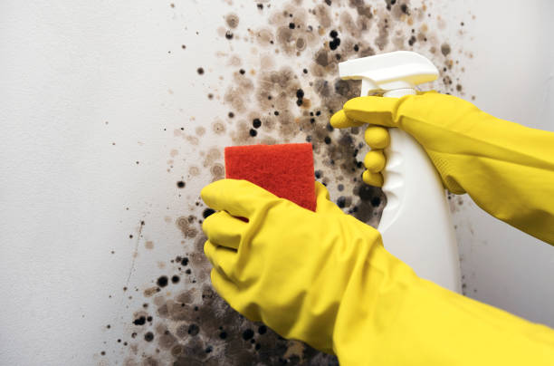 Best Residential Mold Removal  in Texas City, TX