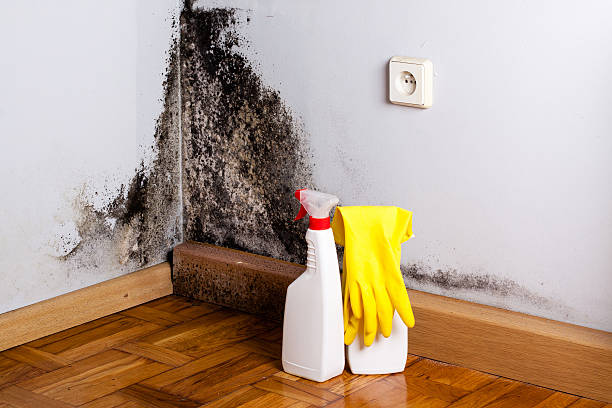 Best Mold Cleaning Services  in Texas City, TX